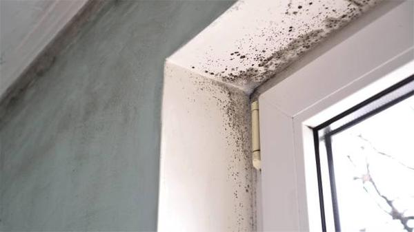 The Dangers of Mold Growth in Damp Environments and How to Combat It