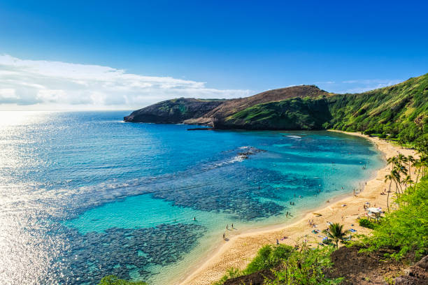 Oahu's Best Turtle Snorkeling Excursions